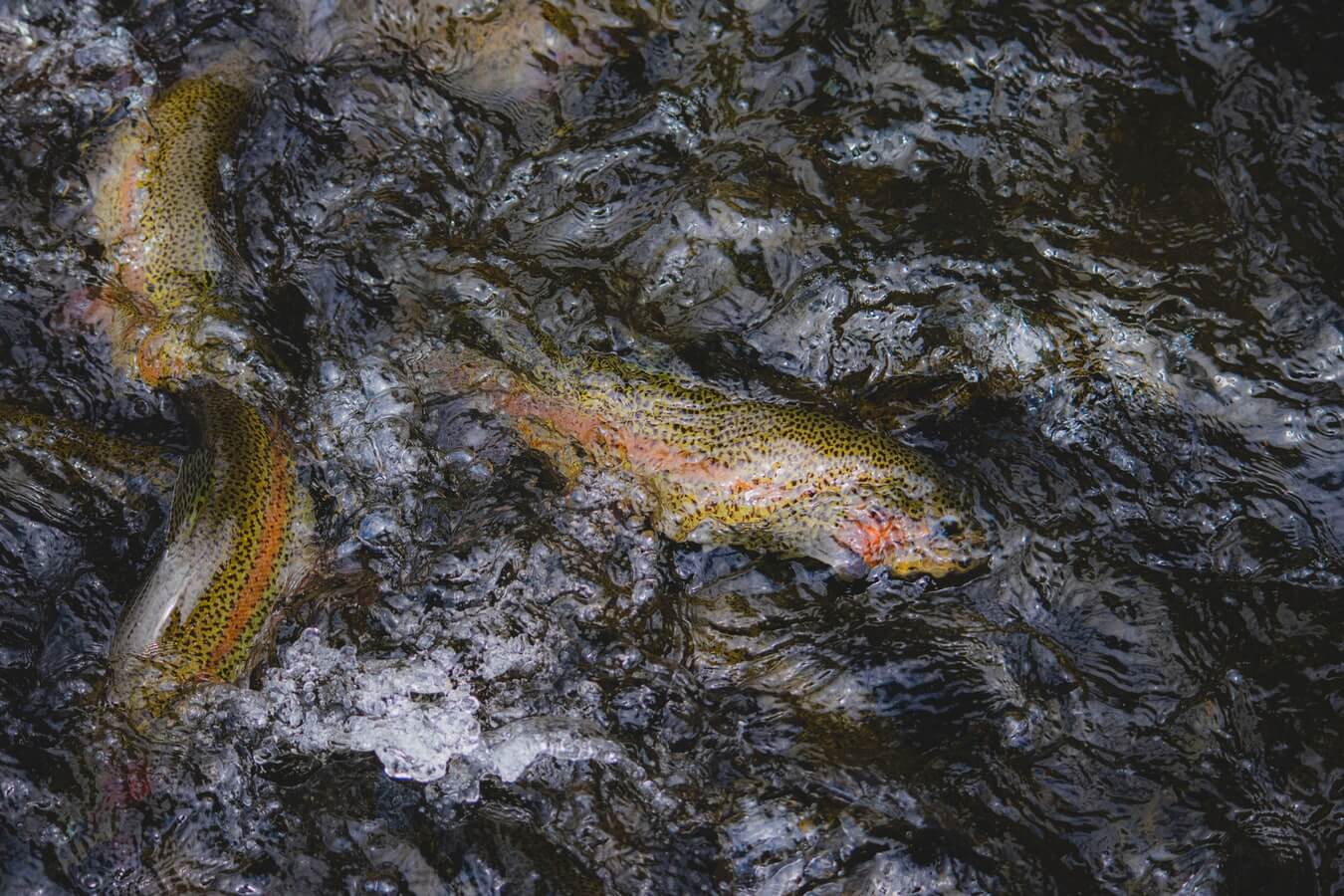 Trout splashing on the surface of water.