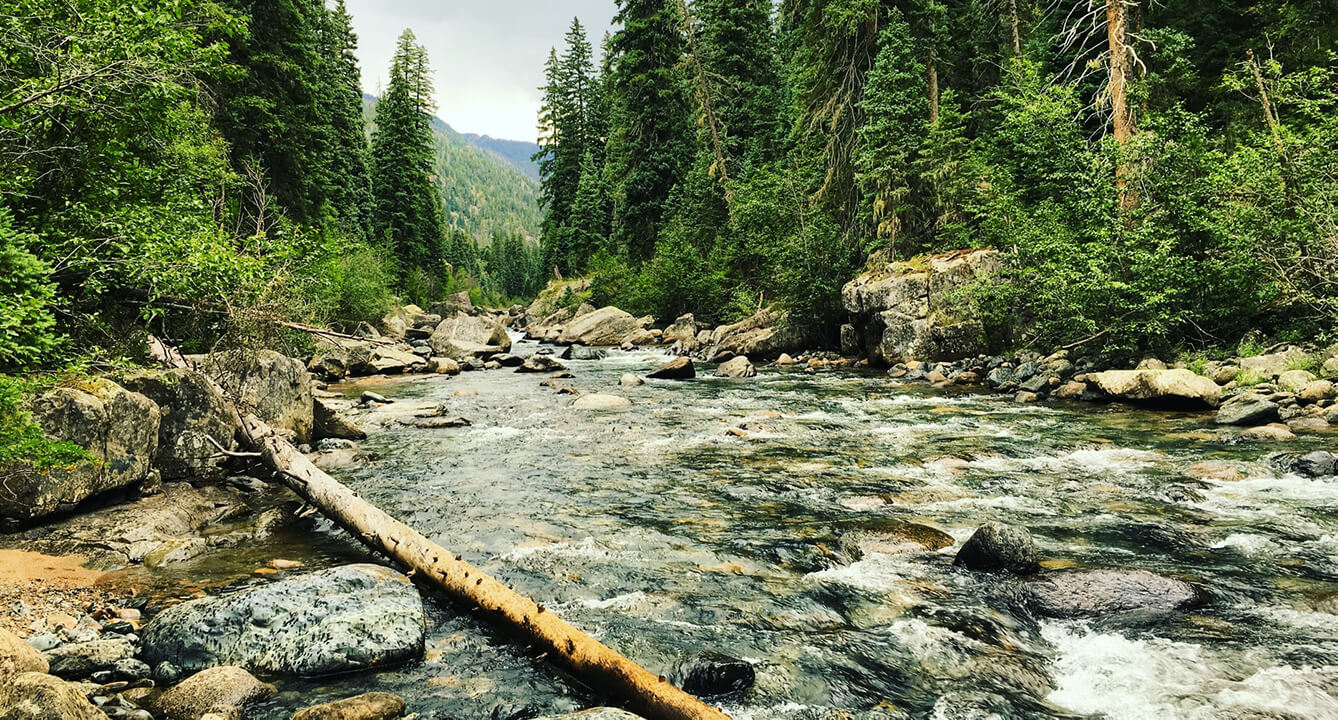 A stream photographed in front of a northern forest.