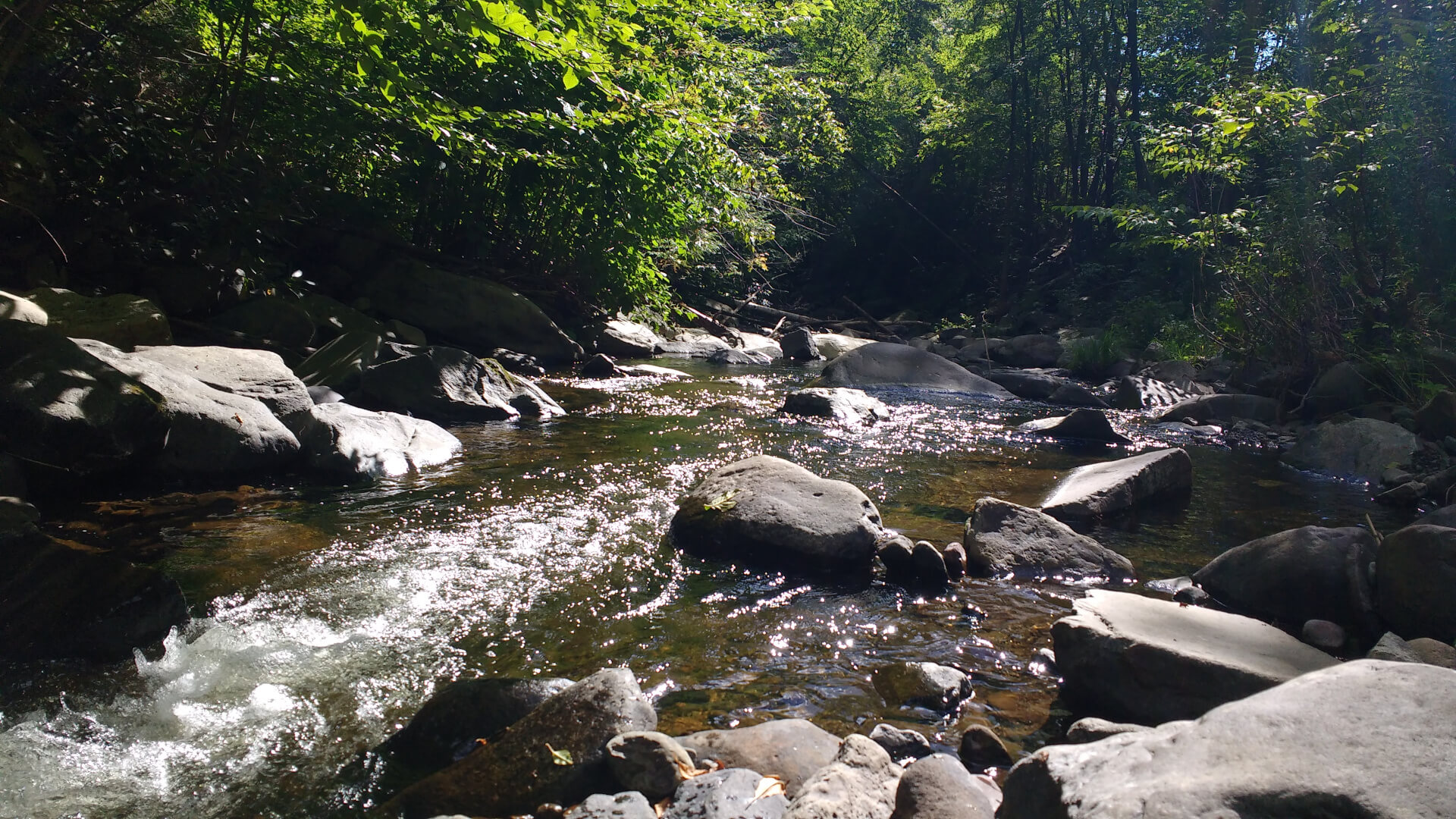 Downstream view of a shallow rocky creek.