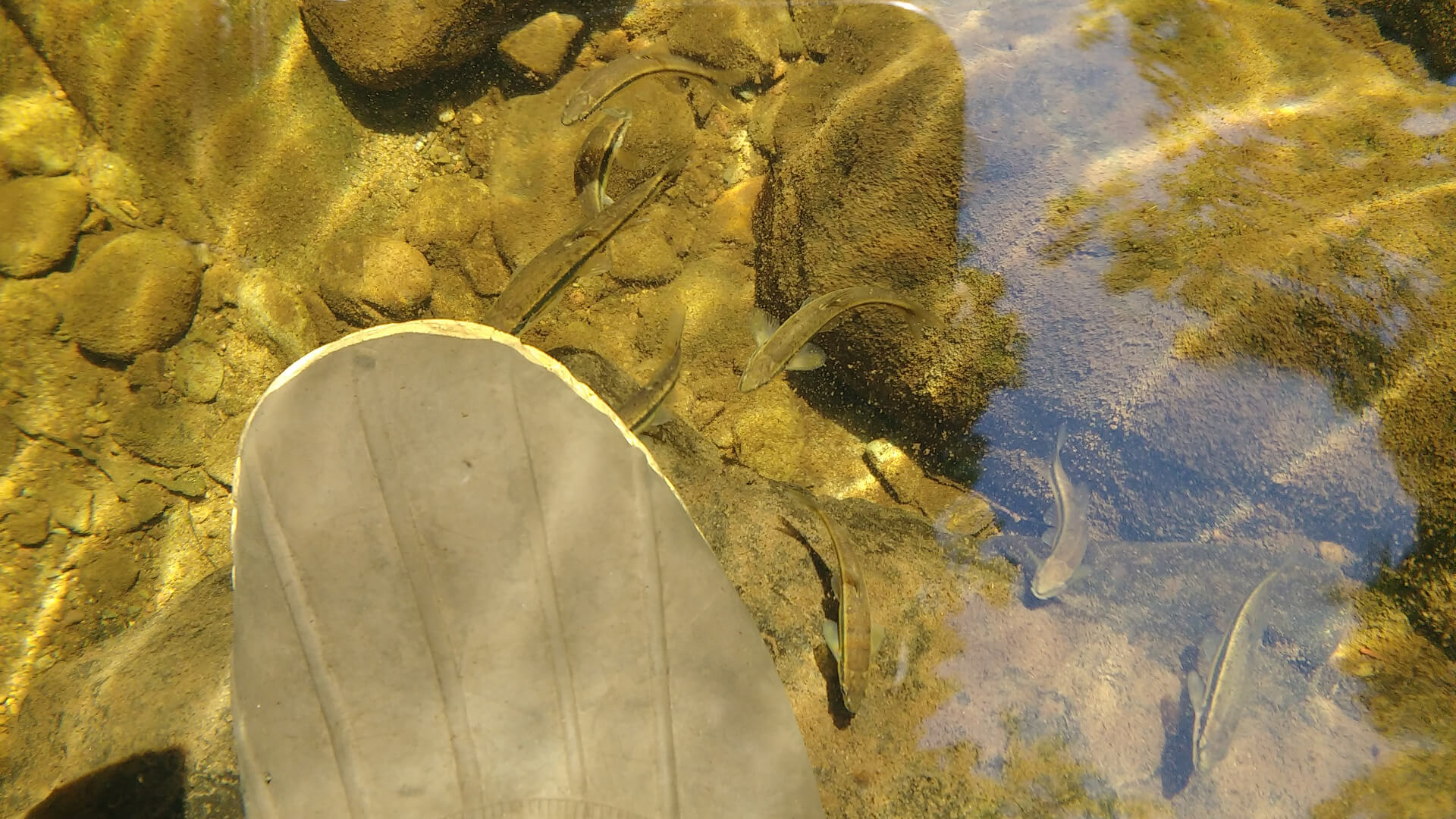 Trout fingerlings Top Strike Fishing