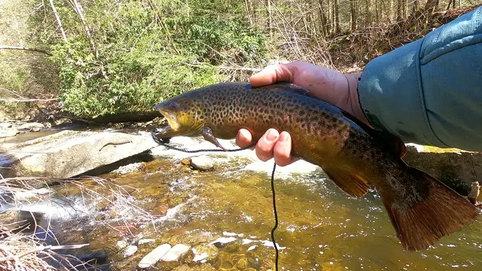 15-inch brown trout on a stringer, held in the angler's hand with a wooded stream in the background.
