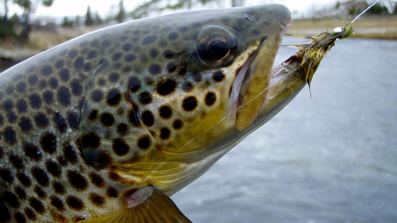 Closeup photograph of a brown trout with a lure in its mouth.