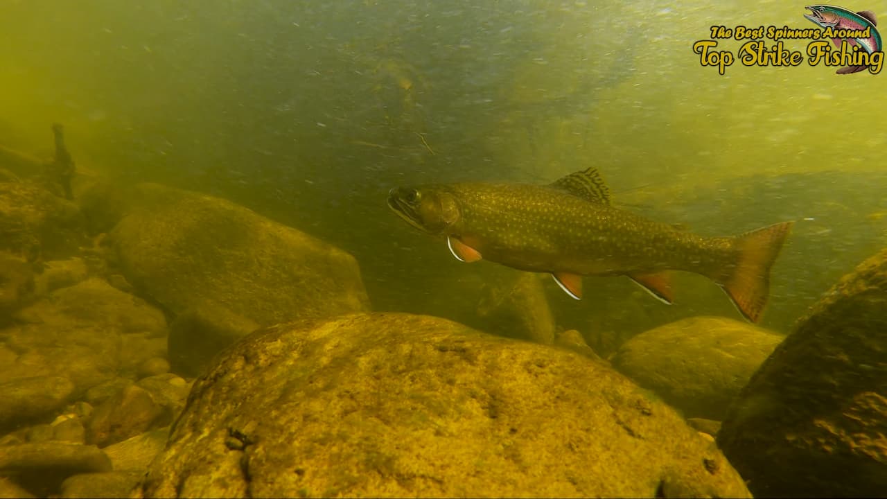 Below the Surface: Observing an Elusive Brook Trout Underwater