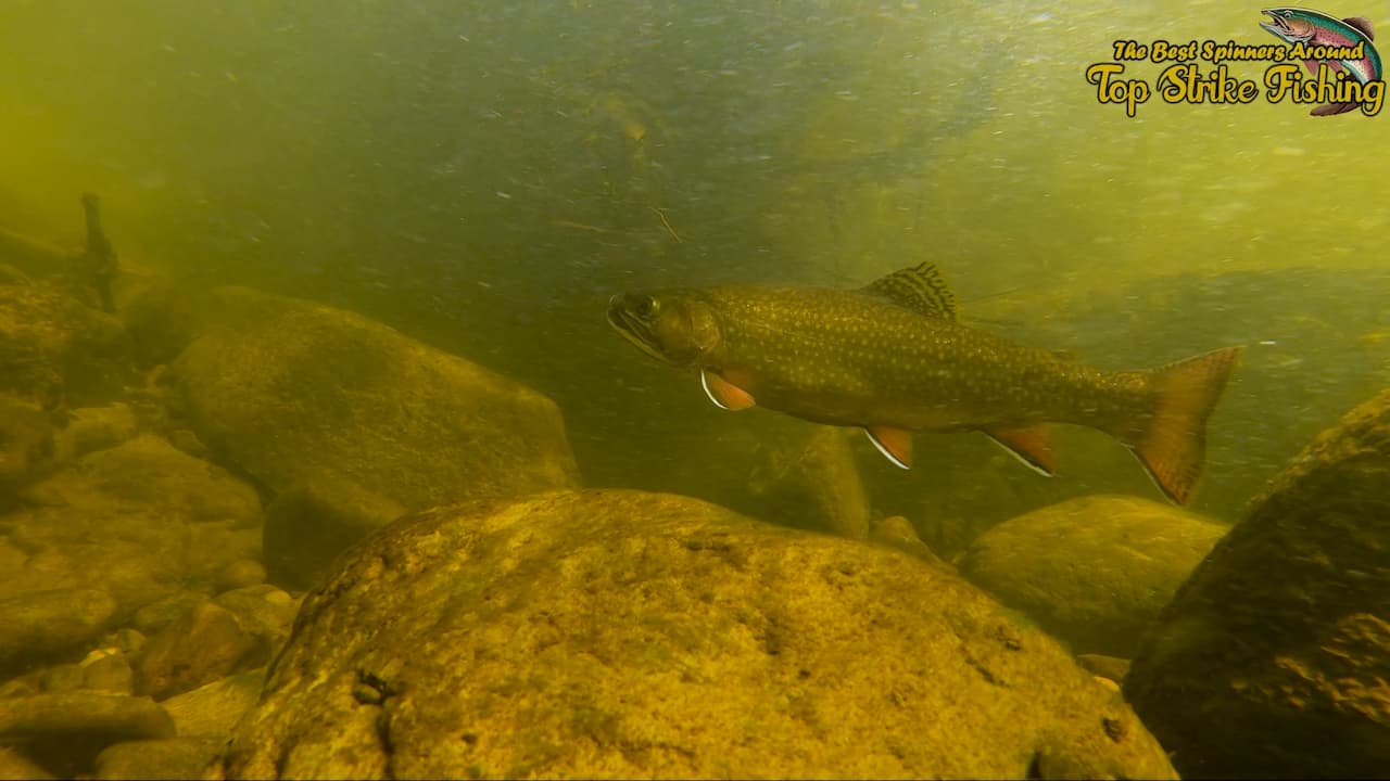 Spinners Under Water 