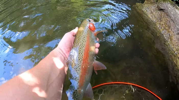 Wild rainbow trout with vibrant colors being carefully held above a clear freshwater stream for catch and release fishing.