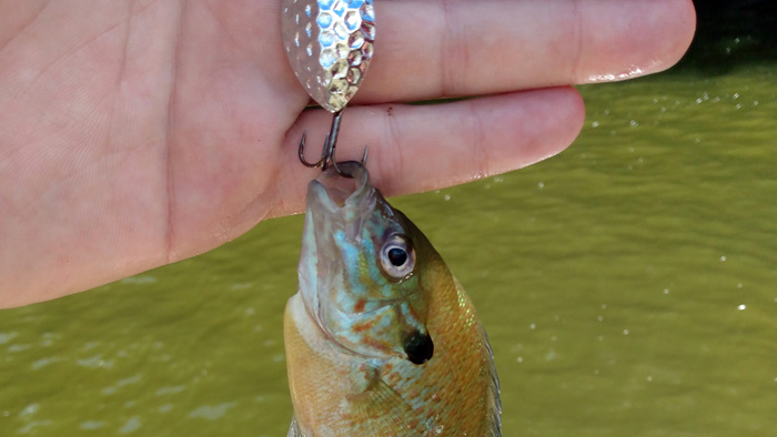 Pumpkinseed sunfish hanging from a silver Top Strike Fishing spinner with sunlit water in the background