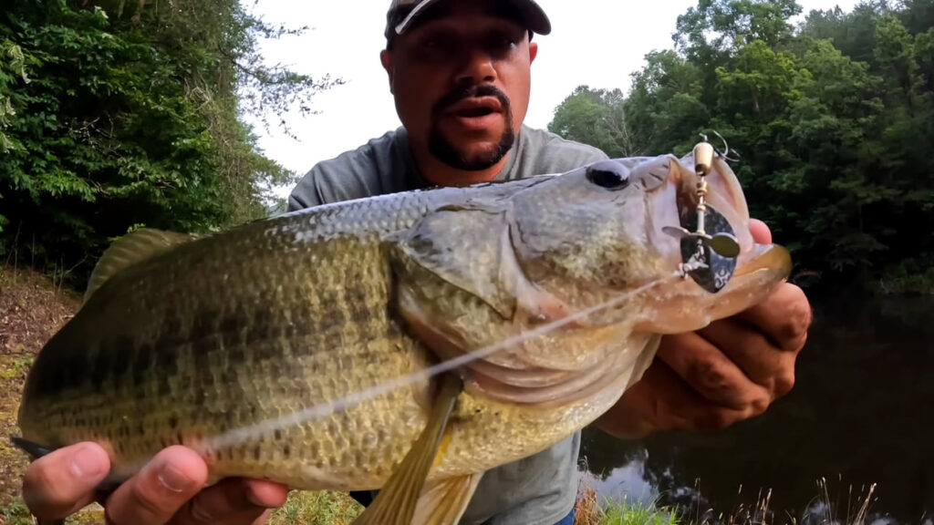 Jim Galbreth of The Next Cast holds a three pound largemouth bass up to the camera with a Top Strike Fishing spinner in its mouth.