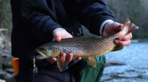 Slimfishes from Instagram holds a beautiful brown trout that bit a Top Strike Fishing spinner.