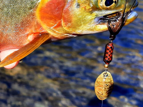 Yakima Baits Worden's Rooster Tail inline spinner hanging from the mouth of a cutthroat trout.