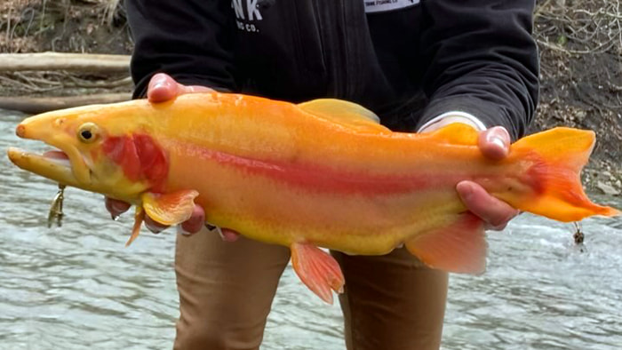 Angler from Schuylkill PA holds a large golden rainbow trout sideways toward the camera with a Top Strike Fishing spinner hanging from its mouth.
