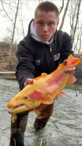 Angler from Schuylkill PA holds a large golden rainbow trout face-first toward the camera with a Top Strike Fishing spinner in its mouth.