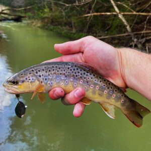 Angler from Schuylkill PA holds a beautiful trout sideways toward the camera with a Top Strike Fishing spinner hanging from its mouth.