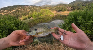 Blue Ridge Reeling holds a bluegill and a Top Strike Fishing spinner in his hands.