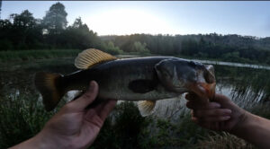 Blue Ridge Reeling holds a largemouth bass against beautiful pond scenery.