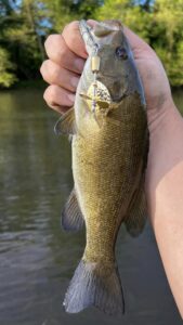 Smallmouth bass held vertically with a Top Strike Fishing spinner hooked in its iip.