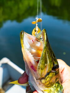 The head of a pickerel with an inline spinner hooked in its mouth. Lake scenery in the background.