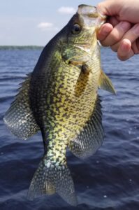 Angler holds a slab crappie by the lip with a distant lake view in the background.