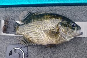 A large 11-inch rock bass laying flat on a measuring stick on the deck of a boat.