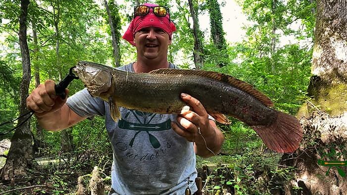 Justin Peden of Spirit of the Outdoors holds bowfin with lip grips. Top Strike spinner in its mouth. Mississippi swamp in the background.