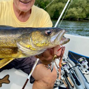 Italo Labignan of Canadian Sportfishing holds a gold-patterned walleye close to the camera with a Top Strike Fishing spinner in its mouth.