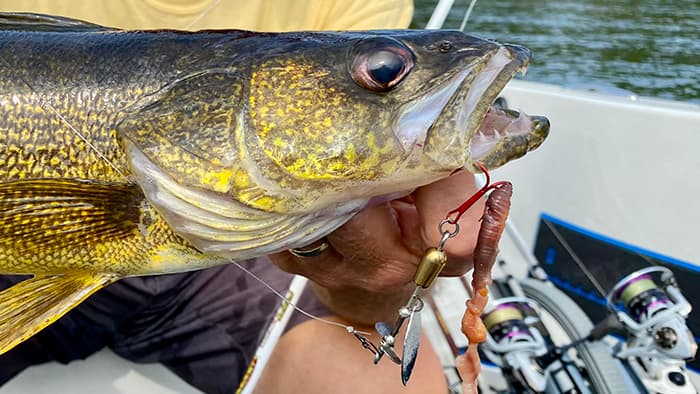 Italo Labignan holds a gold-patterned walleye close to the camera with a Top Strike Fishing spinner in its mouth.