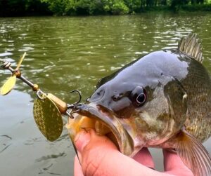 Everyman Angling of YouTube holds a smallmouth bass up to the camera with a Top Strike spinner in its mouth.