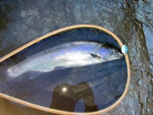A rainbow trout laying on the surface of the water in the net of Ethan Nelson with a Top Strike spinner in its mouth.